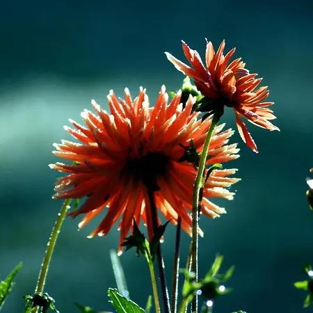 Waldgasthaus & Teichhaus Affittacamere