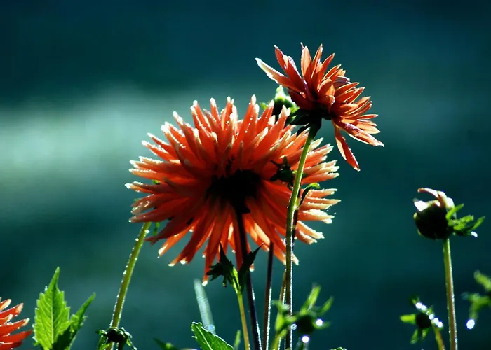 Waldgasthaus & Teichhaus Гостевой дом